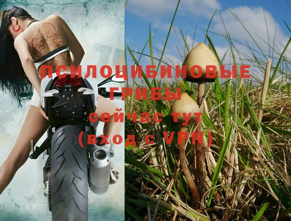 apvp Вязьма