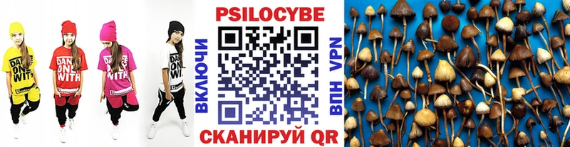 Псилоцибиновые грибы Psilocybe  где продают   Ноябрьск 